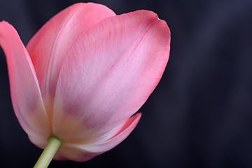 Image showing spring flowers banner - bunch of pink tulip flowers on black background