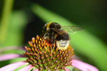 Image showing bumble bee flying to flower