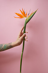 Image showing A woman\'s hand with a tattoo holds an exotic flower of strelitzia on a pink background with copy space. Mother\'s day concept