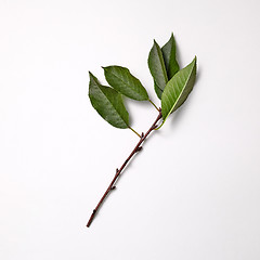 Image showing Branch with green leaves presented on a gray background with space for text. Spring time. Top view