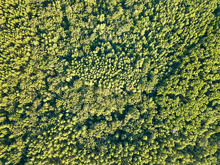 Image showing Green natural background of deciduous forest on a sunny day. Aerial view from the drone