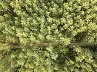 Image showing Aerial view from the drone of a natural forest with a dirt road. Foliage background as a layout. Top view