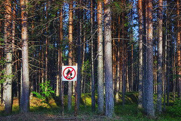 Image showing No Fire Sign In A Pine Forest