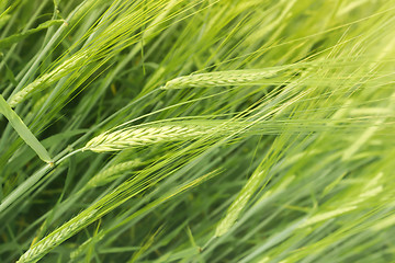 Image showing Crop Of Barley In The Field Closeup