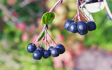 Image showing Bunches of Chokeberry in Autumn Sunlight Close-up