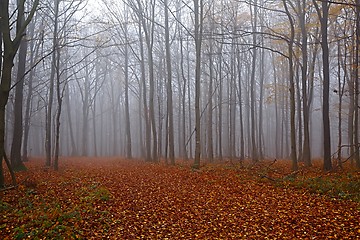 Image showing Autumn Forest Fog