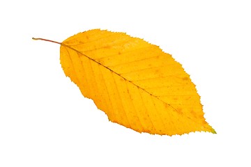 Image showing Leaf on white