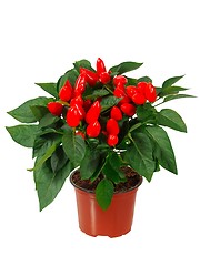 Image showing Red cayenne pepper in a pot