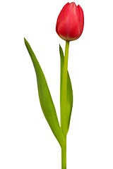 Image showing Red tulip on white
