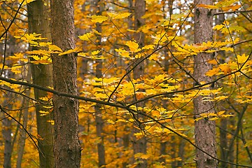 Image showing Autumn forest fall colors