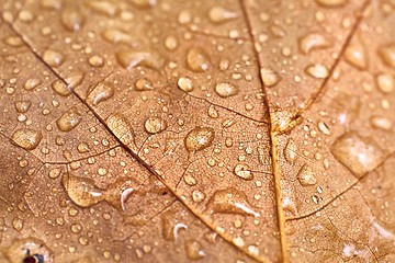 Image showing Autumn leaf on ground with raindrops