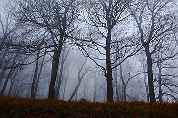 Image showing Autumn Forest Fog