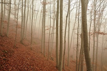 Image showing Autumn Forest Fog