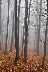 Image showing Autumn forest mist