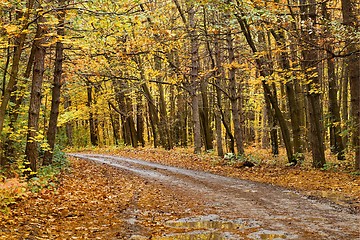 Image showing Autumn forest path between trees