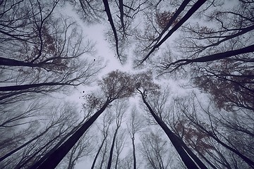 Image showing Bare Autumn Forest