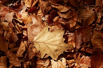 Image showing Fallen autumn leaves