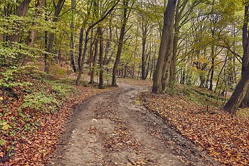 Image showing Autumn forest path