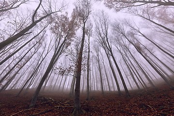 Image showing Autumn Forest Fog