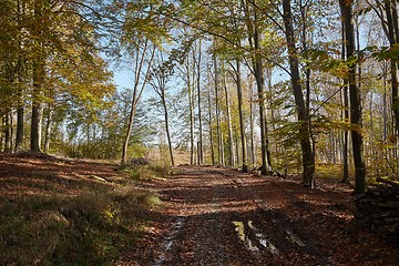 Image showing Autumn forest path