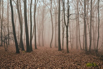 Image showing Bare autumn forest fog