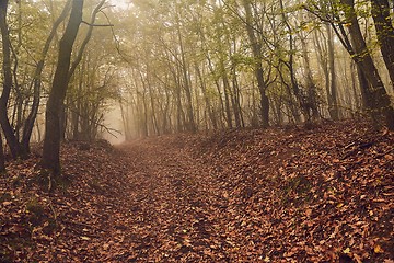 Image showing Forest path in mist