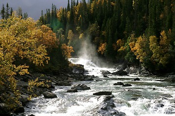 Image showing Stream in a forest