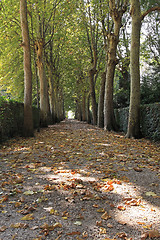 Image showing Trees Tunnel