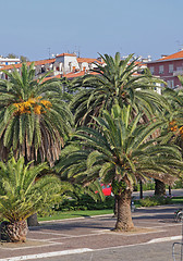 Image showing Palms La Spezia