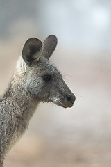 Image showing Kangaroo in the fog of early morning