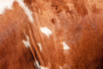 Image showing brown cowhide background texture