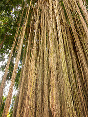 Image showing Long trailing aerial or adventitious roots on tree