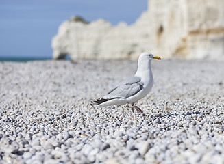 Image showing Seagull on the Beach in Normandy