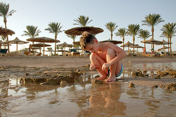 Image showing  Boy collecting seashells on the beach