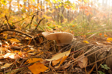 Image showing Autumn mushrooms beauty