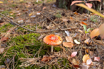 Image showing Autumn mushrooms beauty