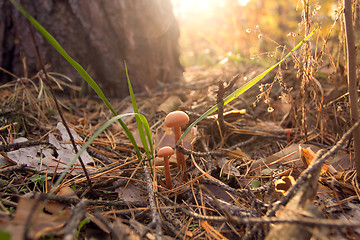 Image showing Autumn mushrooms beauty