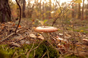 Image showing Autumn mushrooms beauty