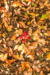 Image showing Beautiful foliage carpet