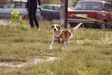 Image showing Happy hound dog are running outdoors