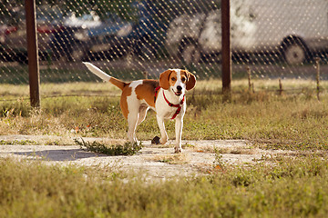 Image showing Happy hound dog are running outdoors