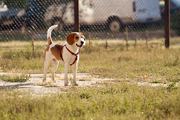 Image showing Happy hound dog are running outdoors