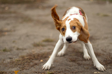 Image showing Happy hound dog are running outdoors