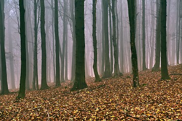 Image showing Bare autumn forest fog