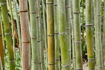 Image showing Tall Bamboo Plants