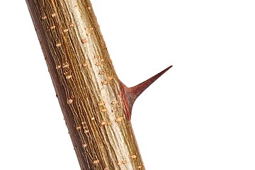 Image showing Thorns of a plant