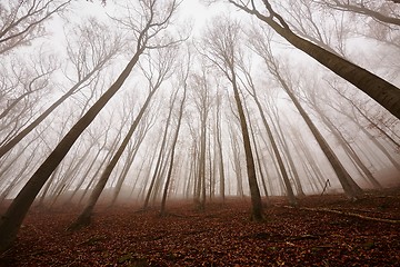 Image showing Autumn Forest Fog