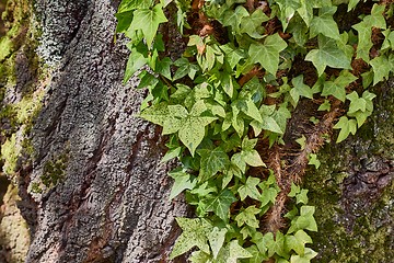 Image showing Ivy Growinf on a tree