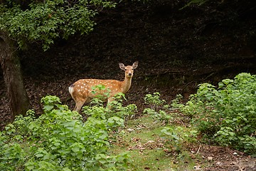 Image showing Deer in the woods