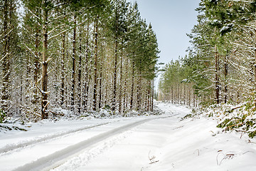 Image showing Driving through pine forests on snow covered roads